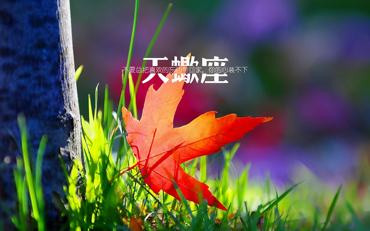 儷影蝎心最新，溫馨日常趣事分享