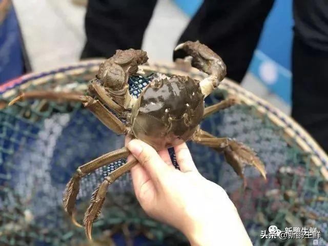 母蟹最新價(jià)格，一場(chǎng)溫馨的蟹宴記憶之旅