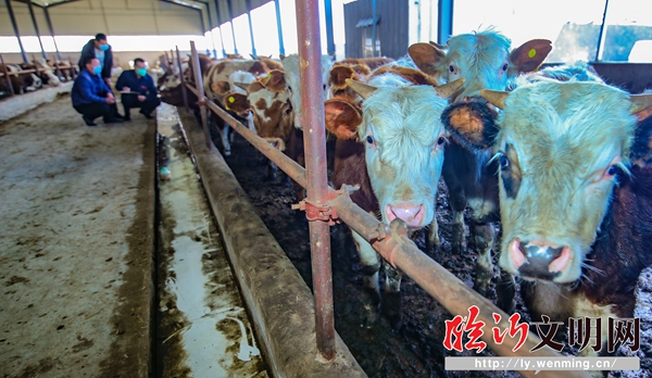 全球牛疫情最新動(dòng)態(tài)，背景、事件與影響全解析