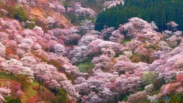 關(guān)于香山美櫻的涉黃問(wèn)題警告，遠(yuǎn)離不良內(nèi)容，保護(hù)個(gè)人健康與安全！