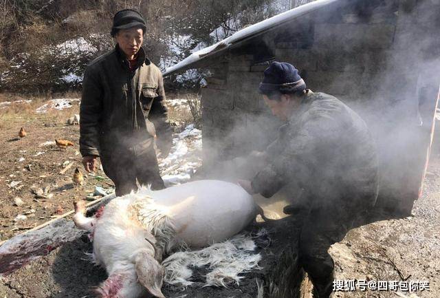 科技重塑傳統(tǒng)，女性參與革新體驗，最新殺羊技術(shù)揭秘