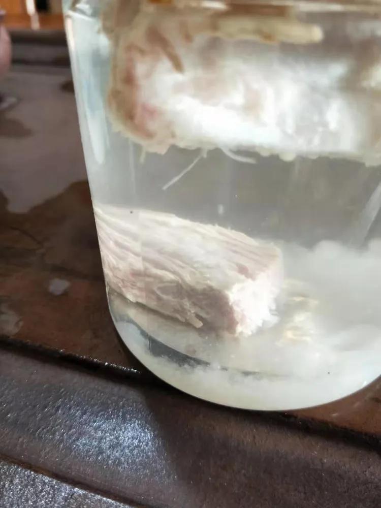 太歲肉靈芝，科技新品引領(lǐng)未來(lái)生活新潮流的市場(chǎng)價(jià)格解析