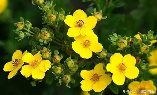 青海春天股票，高科技力量引領(lǐng)未來重塑之路
