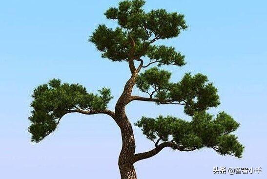 十年松樹價(jià)格行情全方位解讀與分析