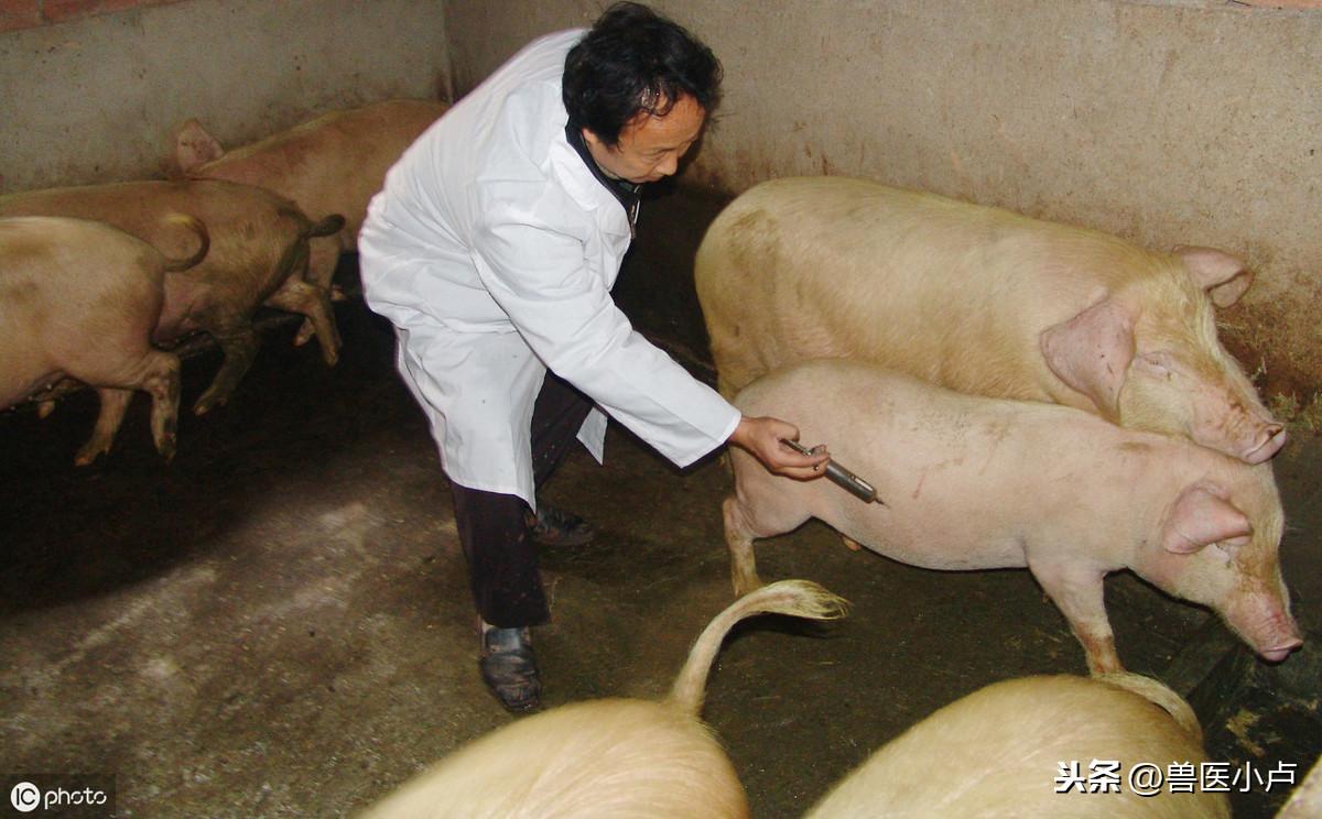 最新獸藥配伍表，科學(xué)配置助力養(yǎng)殖效益提升